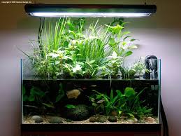 Image Result For Riparium Roots Fish Tank Plants Planted Aquarium Nature Aquarium