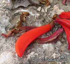 Image result for Erythrina abyssinica × lysistemon