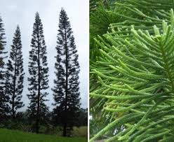 Image result for Araucaria columnaris