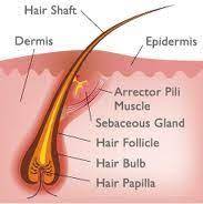 Pin On The Structure Of Hair