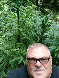 Cannabis growing tips and advice for beginners