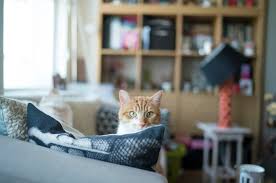 To comfort a dying cat, start by setting up a comfortable, relaxing area with plenty of soft bedding and minimal noise. Stressed Cat Symptoms Relief Battersea Dogs Cats Home