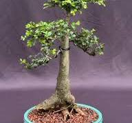 Chinese Elm Bonsai Tree(ulmus parvifolia)