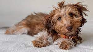 Jun 11, 2019 · a doxiepoo is simply a cross between a dachshund and a poodle. Dachshund Schnauzer Mix Schnoxie A Visual Showstopper