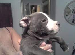 Game dogs for sale in florida. Pitbull Puppies For Sale Florida