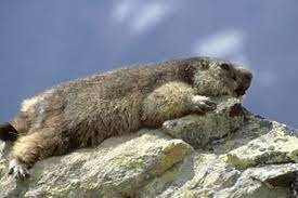 Maybe you would like to learn more about one of these? Tierkinder Murmeltiere Erblicken Das Licht Der Welt Geolino