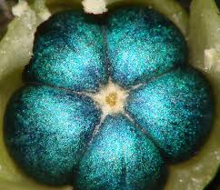 Image result for Margaritaria