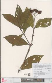 Image result for Psychotria vogeliana