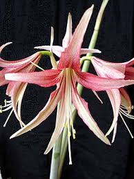Image result for Hippeastrum sp. cultivars