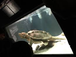 Things to do near cape fear serpentarium. Cape Fear Serpentarium Bild Von Cape Fear Serpentarium Wilmington Tripadvisor