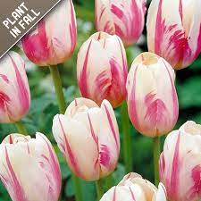 Sweet Sorbet Tulip Bulbs 16 Count Walmart Com Bulb Flowers Flowers Flower Clubs