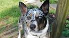 Koolie Dog Info, History, Temperament, Training, Puppy ...