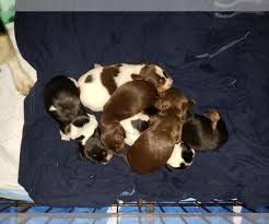 Hours may change under current circumstances Litter Of 6 Dachshund Puppies For Sale In Lake Panamoka New York Usa Adn 138696 On Puppyfinder Com Gen Dachshund Puppies For Sale Dachshund Puppies Puppies