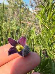 Image result for Clematis hirsuta