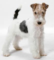 The wire fox terrier requires brushing with a firm bristle brush and bathing when needed.the wiry coat needs stripping every 3 months. Wire Fox Terrier Wire Fox Terrier Popular Dog Breeds Fox Terrier Puppy