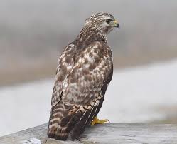 We did not find results for: Red Shouldered Hawk Photograph By David Campione
