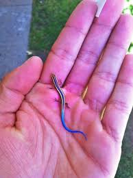 Meanwhile On The Internet Lizard Tattoo Turtle Habitat Blue Tail