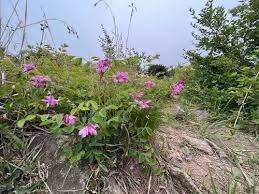 Image result for Indigofera kirkii