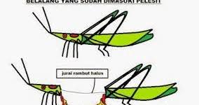 Beza zakar bermasalah dan sihat !! Terapi Diri Al Ansari Jengka Pelesit Tidak Bertuan
