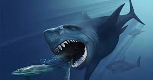 There are five types of megalodon species with varying colours and rarity. Did A Supernova Kill Off The Megalodon Earth Earthsky