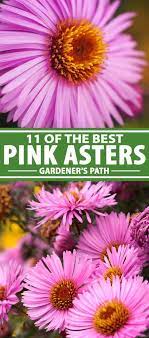 11 Of The Best Pink Aster Varieties Gardener S Path Aster Flower Autumn Garden Flowers Perennials