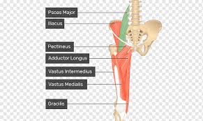 Musculo Sartorio Png Pngwing