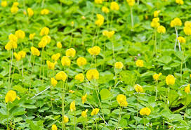 Fast growing vines climber plants bamboo seeds yellow fruit ground cover plants delicious fruit fruit garden gardening container plants. Peanut Groundcover How To Use Peanut Plants For Ground Coverage