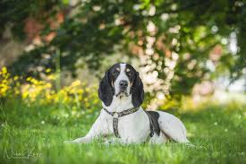 Image result for švycký honič