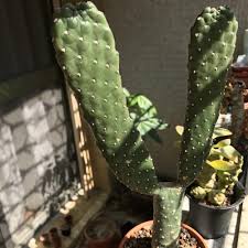 Wear safety goggles when applying this solution, as 2. Road Kill Cactus Consolea Rubescens Garden Org
