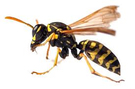 Where Do Wasps Go In The Winter? - Plunkett'S Pest Control