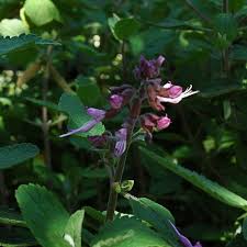Image result for Syncolostemon