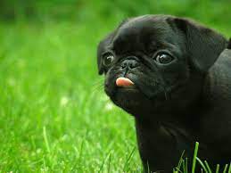 A desktop wallpaper is highly customizable, and you can give yours a personal touch by adding your images (including your photos from a camera) or download beautiful pictures from the internet. Cute Dog Hintergrundbild Nawpic