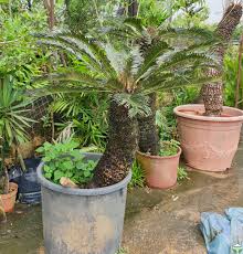 Image result for Cycas revoluta