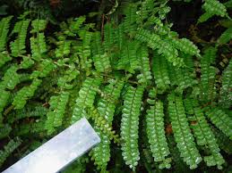 Image result for Didymochlaena