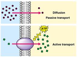 Sep 16, 2017 · primary active transport directly uses the metabolic energy in the form of atp to transport molecules across the membrane. Active Transport Biology Notes For Igcse 2014