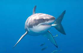 El tiburón blanco es el pez depredador más grande de la tierra. Tiburon Blanco Carcharodon Carcharias