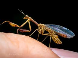 Image result for Rinorea ferruginea