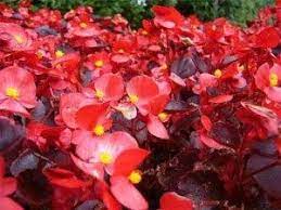Pin By Regina Musech On Edible Flowers Edible Flowers Begonia Plants