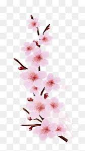 スプラッシ桜のデザインを塗ります 桜のクリップアート 汚れ 水しぶき画像とpsd素材ファイルの無料ダウンロード pngtree 桜のアート 花 描き方 桜イラスト