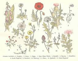 Pin On Illustration Children S Books
