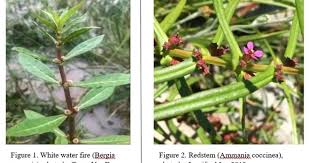 Image result for Bergia