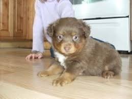 With their beautiful blue sparkling eyes and stunning features these mini australian shepherd babies will snatch your heart without a problem! Miniature Australian Shepherd Puppies In Oregon