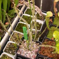 Image result for Ficinia filiformis