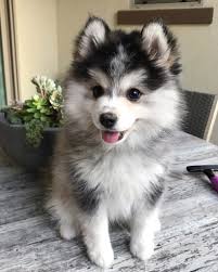 Black And White Pomsky Pomsky 12 Surprising Facts About Pomeranian Husky Mix Pomsky Puppies Cute Dogs And Puppies Pomsky Dog