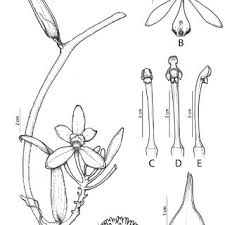 Image result for Polystachya cribbiana