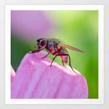 Close Up Shot Of A Common House Fly Art Print By Michael P Moriarty 13 52 Moriarty Fine Art America Michael