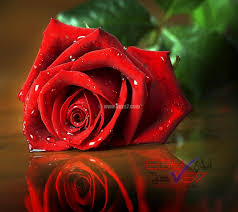 Rose Picture Red Flower Rose Images Https Sowar Ward Blogspot Com Beautiful Red Roses Rose Seeds Red Roses