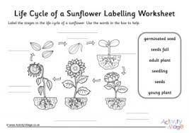 Four free activity pages for winter, spring, summer, and fall! Sunflower Worksheets