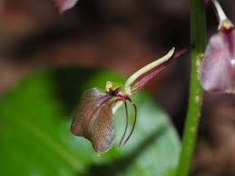 Image result for Liparis mulindana