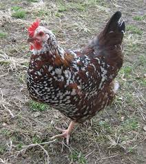 Black And White Speckled Chicken Name Sussex Chicken Breeds Sussex Chicken Chickens Backyard